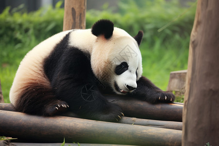 顽皮的大熊猫图片
