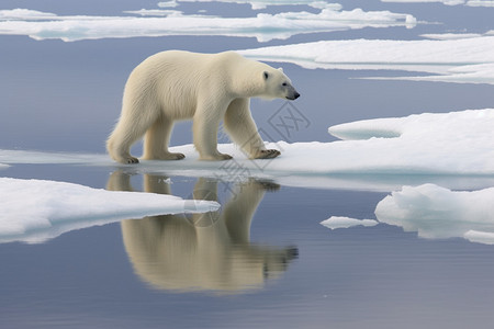 冰块上行走的北极熊图片