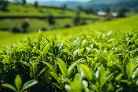 户外种植的茶树图片