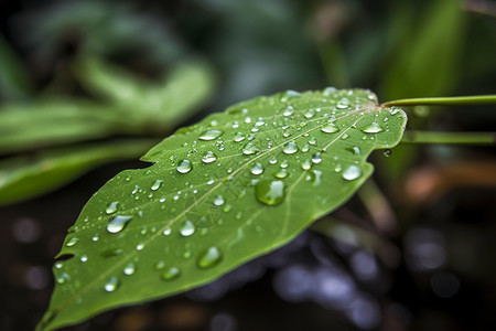 绿色叶子上的水珠背景图片