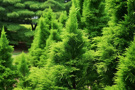 绿色的植物松树图片