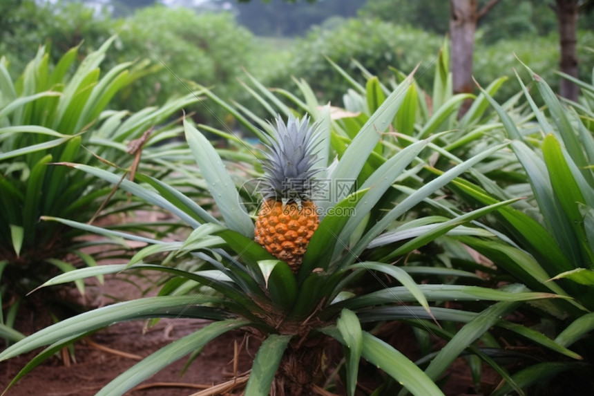 户外种植的水果菠萝图片