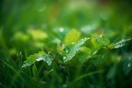 绿色的植物小草背景图片