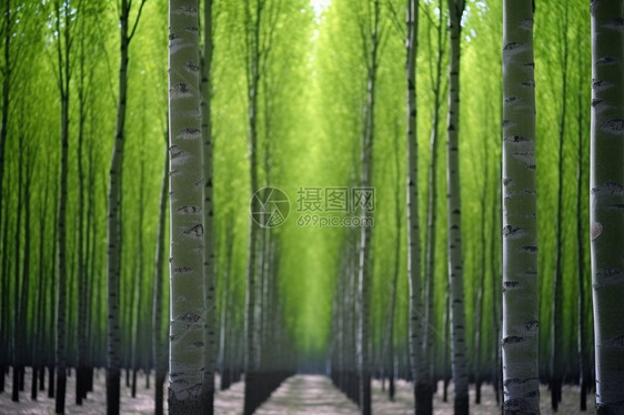 森林中的杨树图片