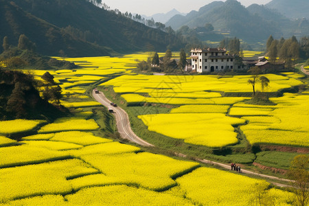 美丽的油菜籽花田图片