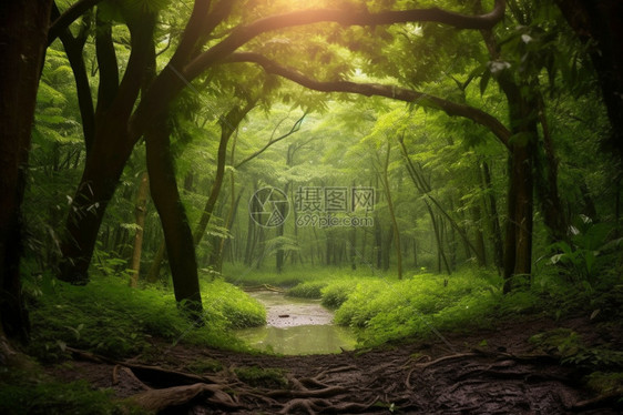 热带雨林美丽风景图片