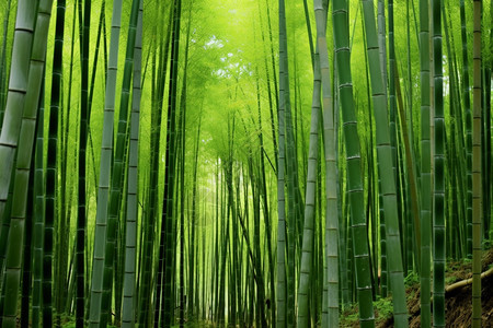 森林中的竹子图片