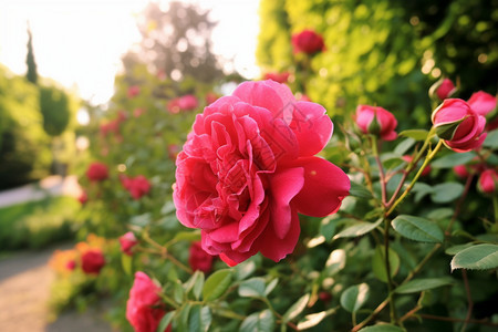 花园里的粉色玫瑰图片