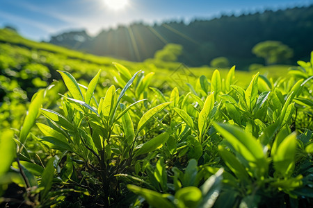 户外的茶园绿色夏天茶高清图片