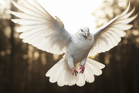 户外捕食的白鸽背景图片