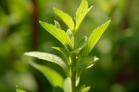 户外的绿色植物图片