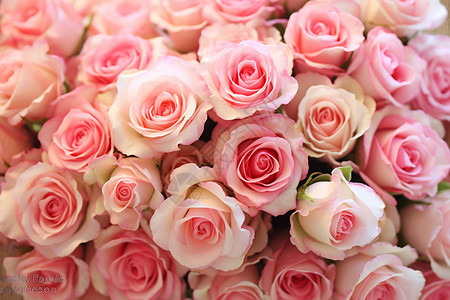 情人节美丽的玫瑰花图片