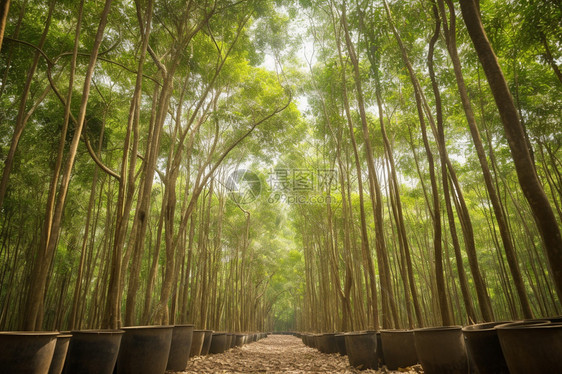 橡胶植被种植园图片