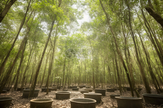 橡胶树木种植基地图片