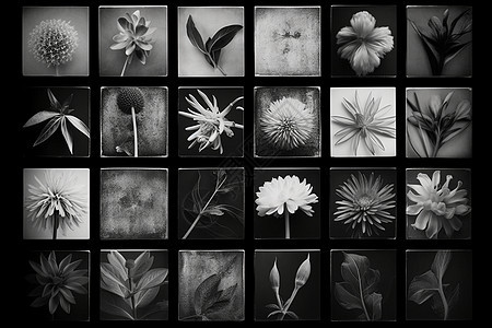 黑白照片的花朵图片