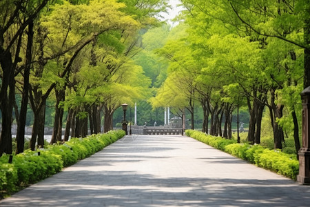 绿树成荫的大道图片