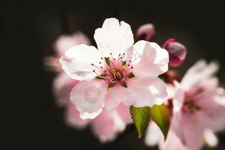 美丽精致的樱花图片