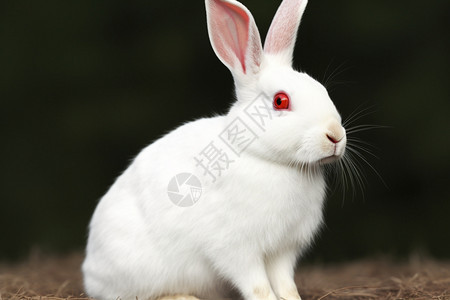 可爱的白色野兔图片