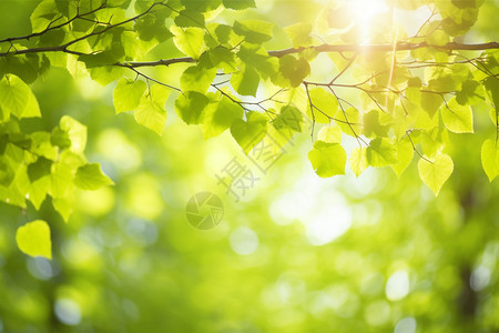 绿色桦树植物背景图片