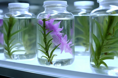 培养瓶中的紫色兰花图片