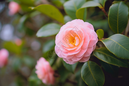 春天山茶花绽放图片