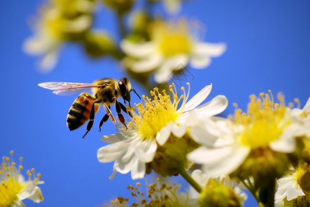 正在采花蜜的蜜蜂高清图片