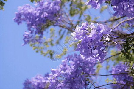 夏季城市城市公园中的蓝花楹背景