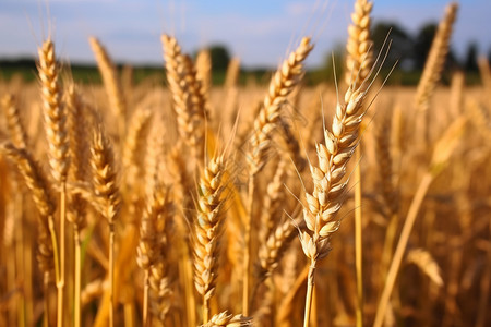 收获成熟的麦子背景图片