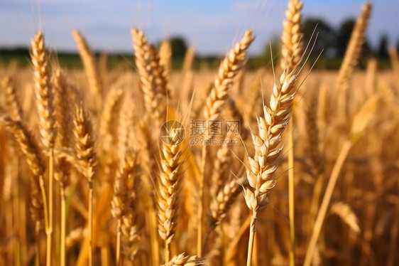 收获成熟的麦子图片