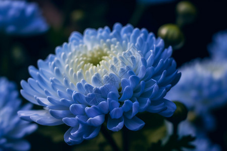 蓝色美丽菊花图片