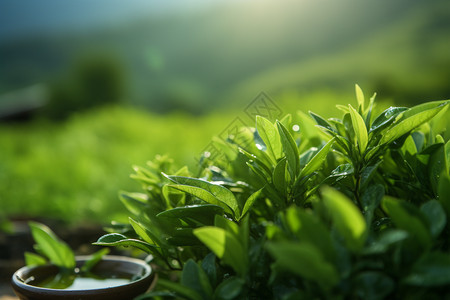 茶地生长茶叶高清图片