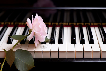 钢琴键盘钢琴上的鲜花背景