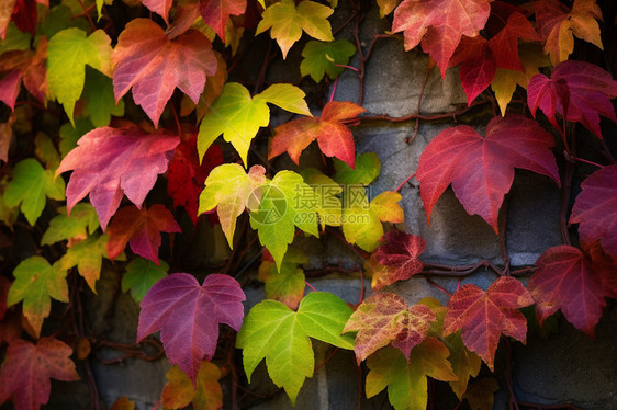 秋天的植物叶子图片