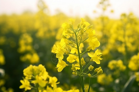 茂密的油菜花田图片