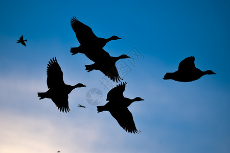千里迁徙的鸟类图片