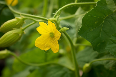 果园里种植的蔬菜图片