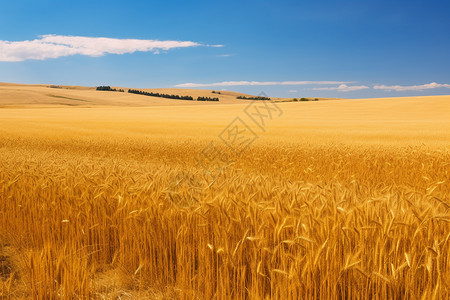 金黄的麦穗背景图片