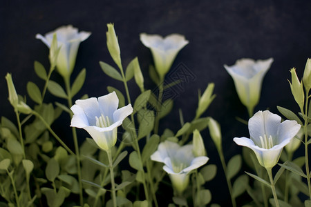 绿叶和白花图片