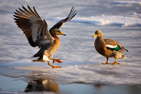 野鸭在冰面上着陆图片