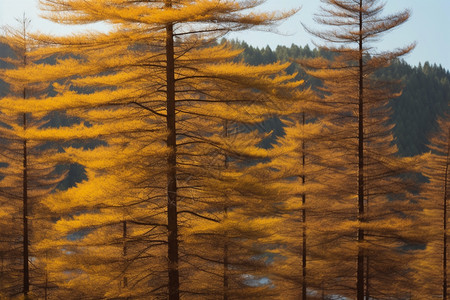 秋天金黄的森林图片