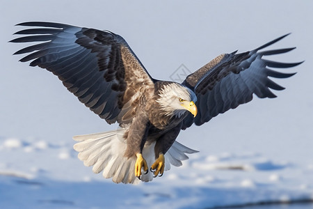 雪天飞翔的老鹰背景图片