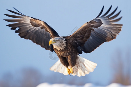 雪地上飞翔的老鹰背景图片