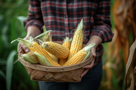农民展示收获的玉米图片