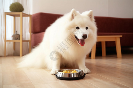 小狗准备吃食物图片