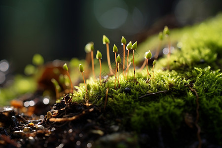 苔藓植物背景