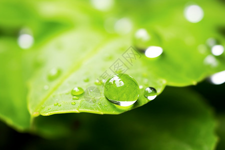 绿叶上的雨滴特写背景图片