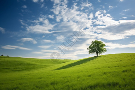 草原上孤独树平原上孤独的树背景