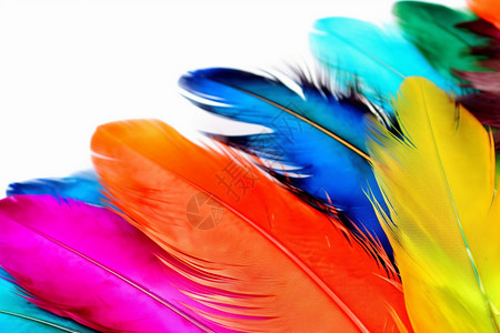 狂欢节的彩色羽毛图片
