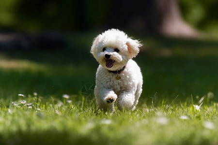 白色的比熊犬图片