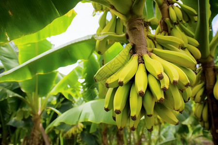 人工种植的香蕉树图片